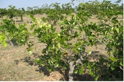 Open Training Institute at Village Salri, Agar Malwa - Image 3